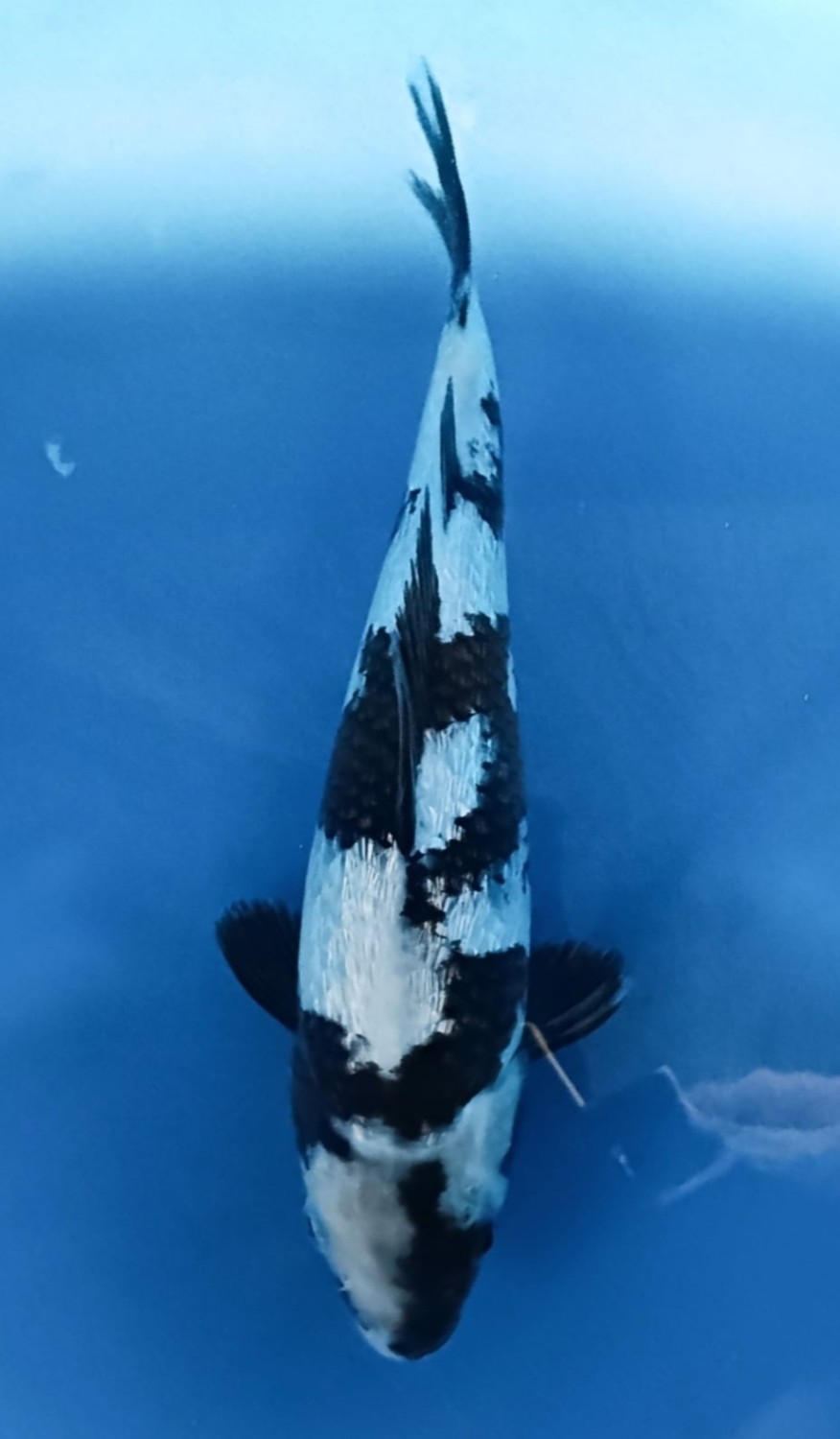 Juara 1