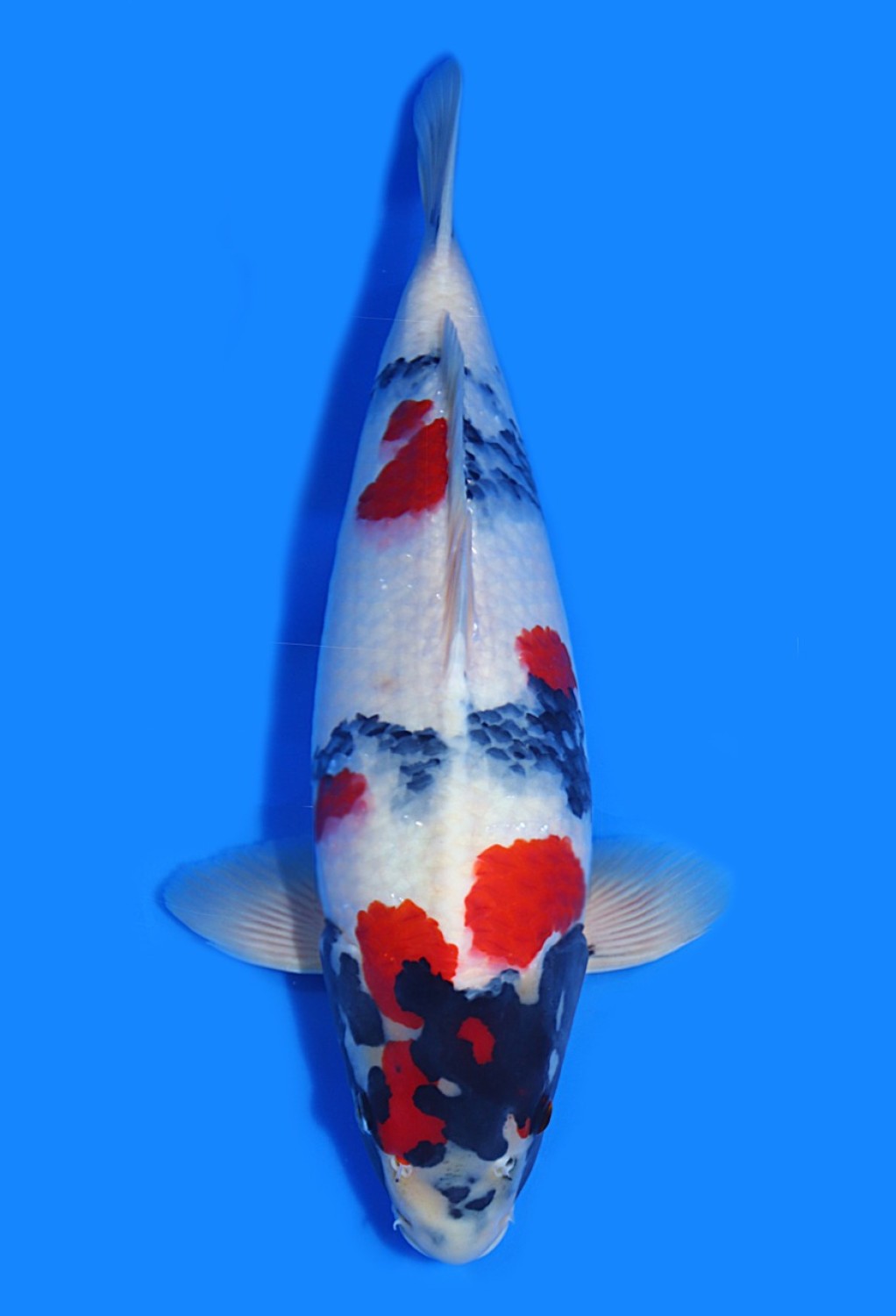 Juara 1