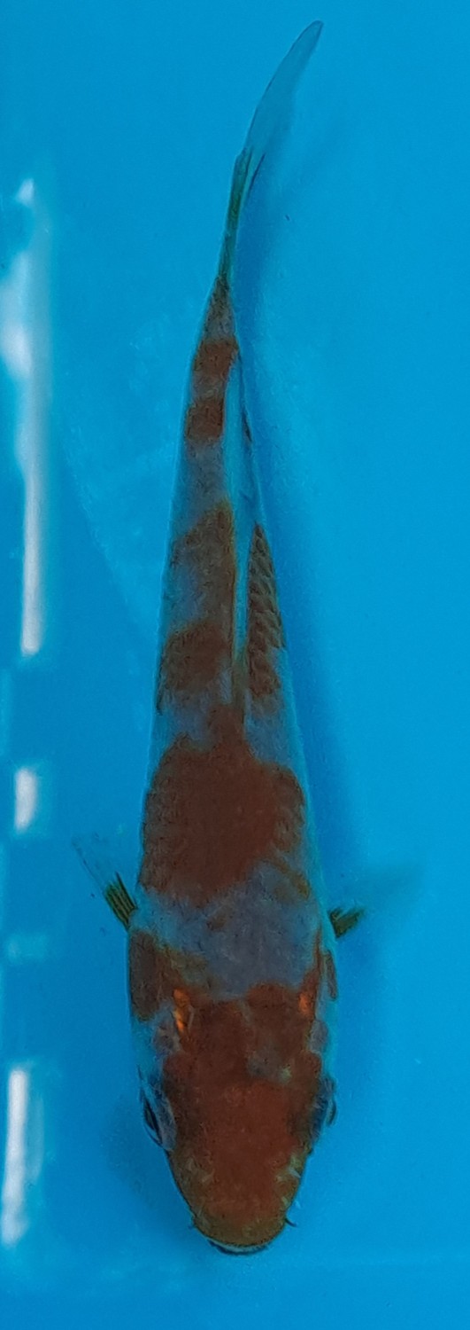 Juara 3