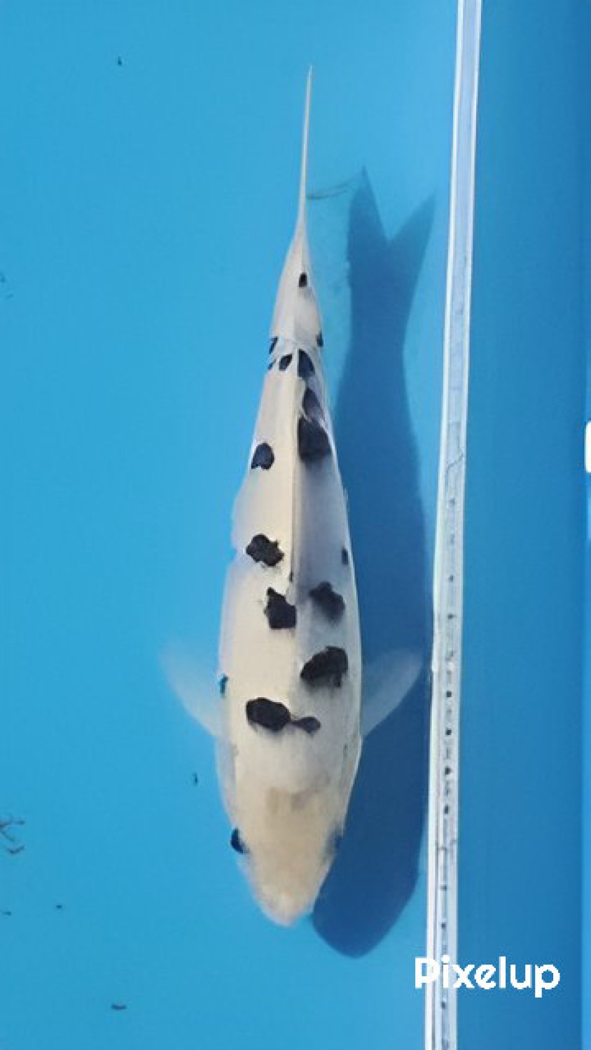 Juara 5
