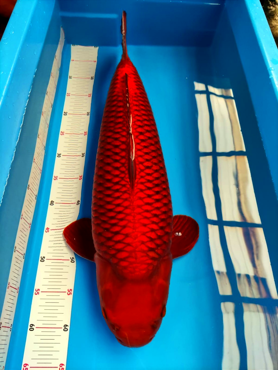 Best In Size E 56 - 60 cm