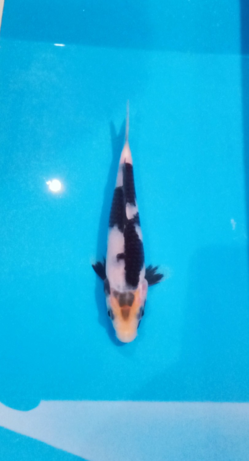 Juara 1