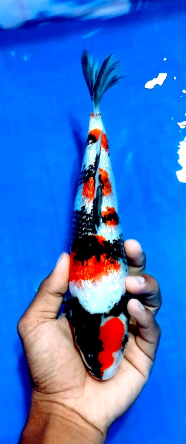 Juara 5