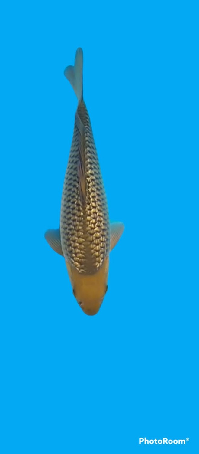Juara 2