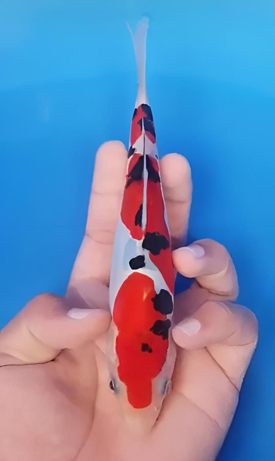 Juara 3