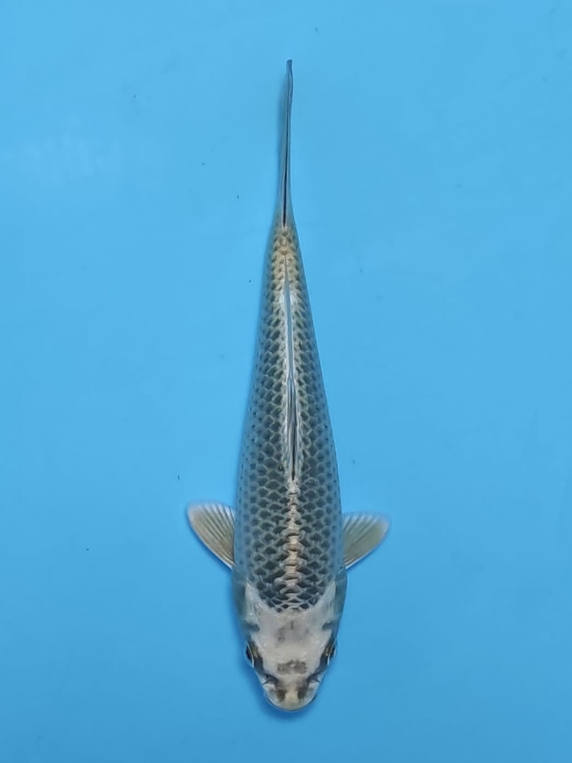Juara 5