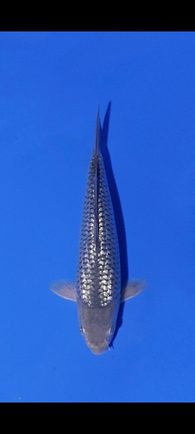 Juara 1