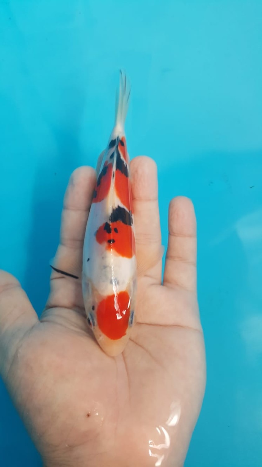 Juara 5