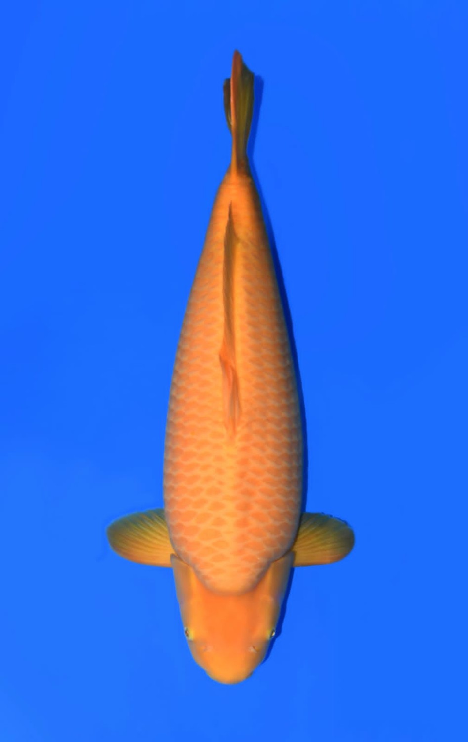Best In Size E 66 - 70 cm