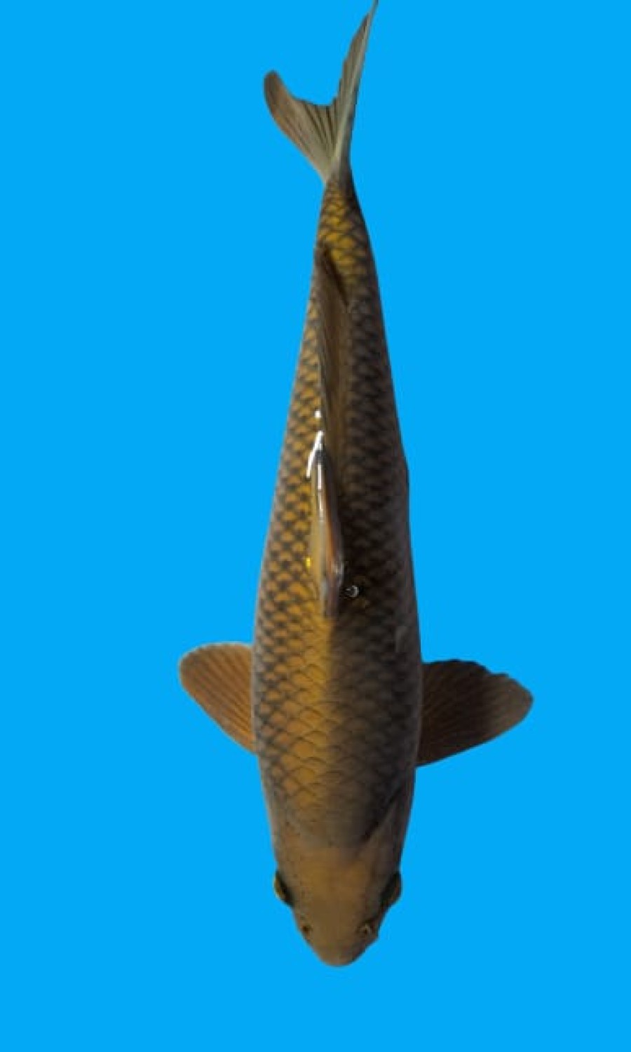 Juara 2