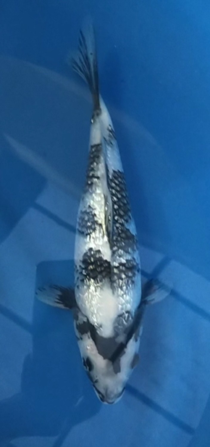 Juara 2