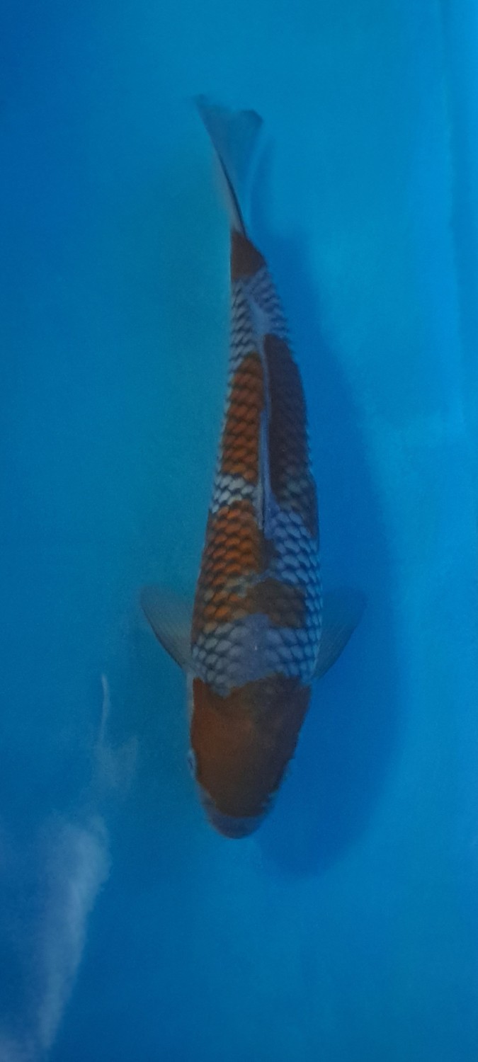 Juara 1