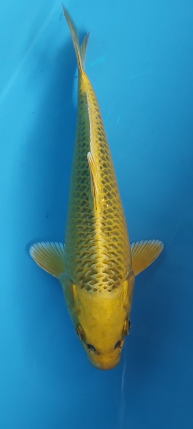 Juara 2