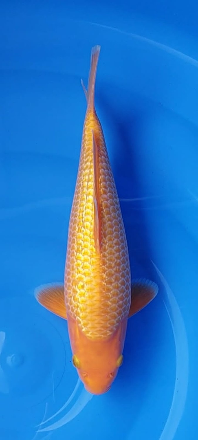 Juara 3