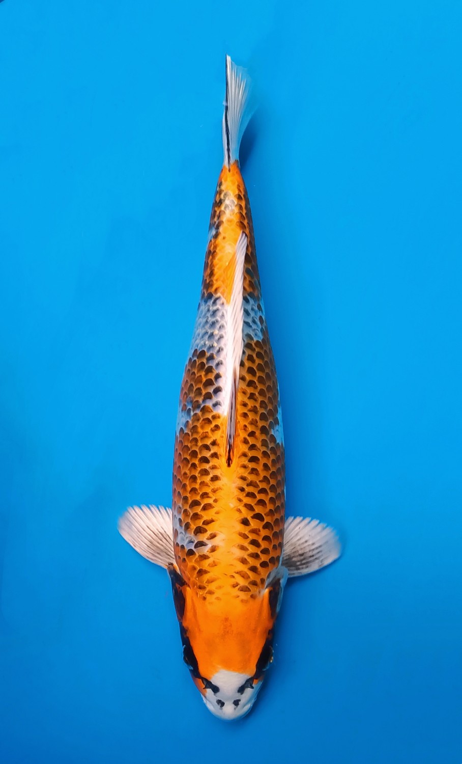 Juara 5