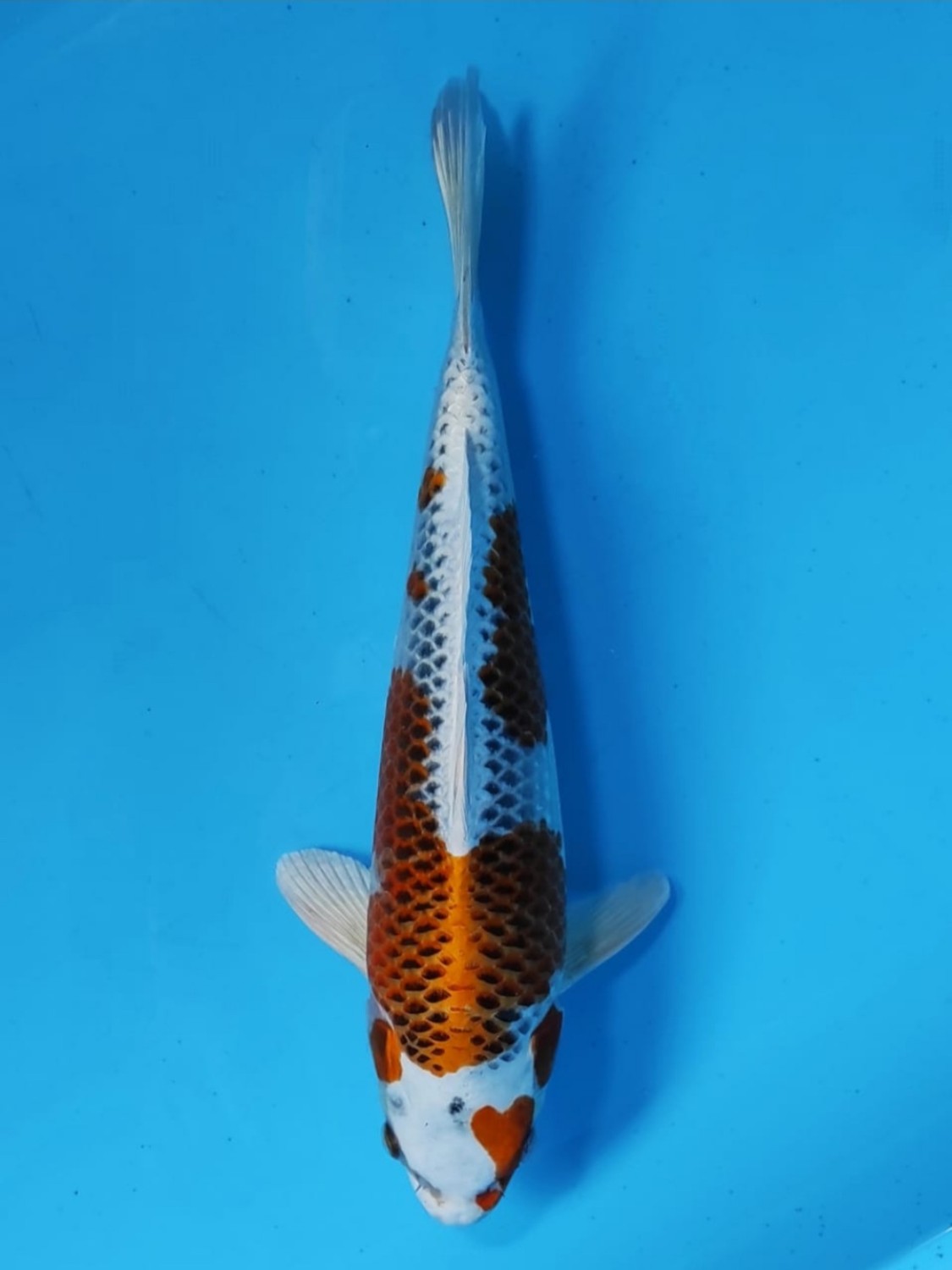 Juara 2