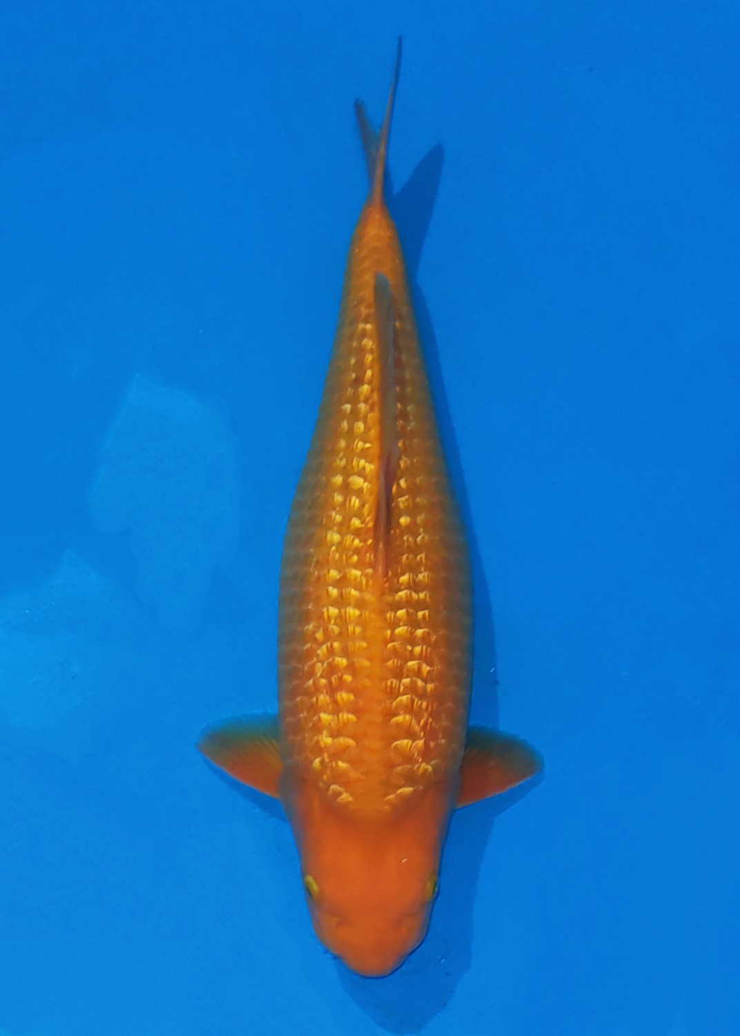 Juara 2