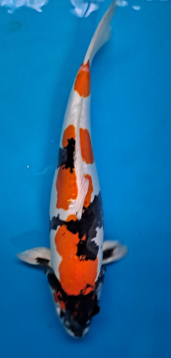 Juara 3