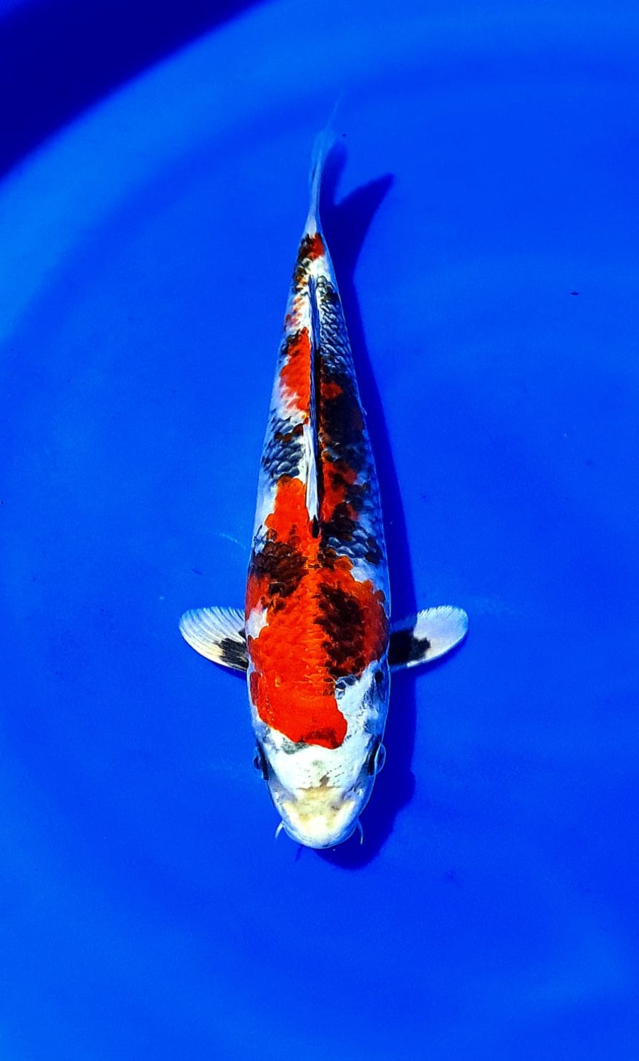 Juara 1