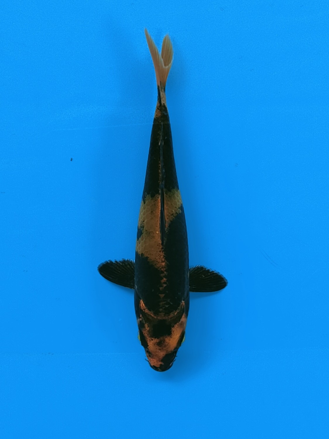 Juara 5