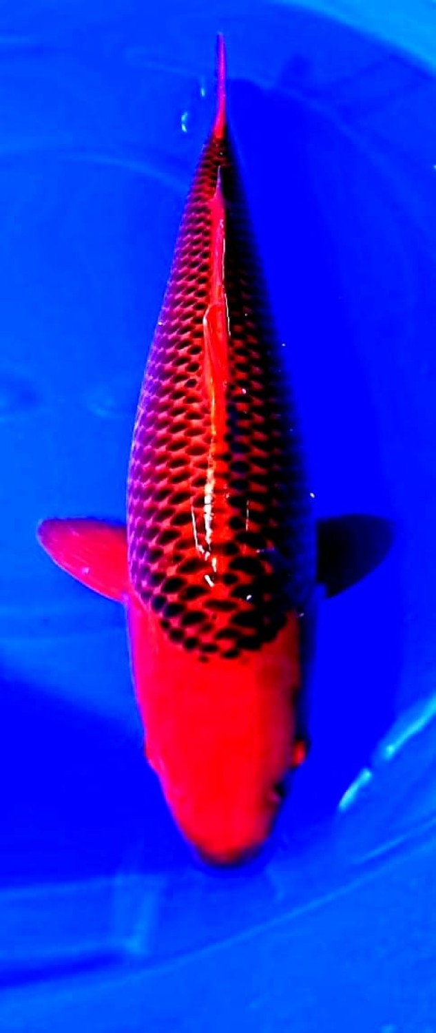Juara 3
