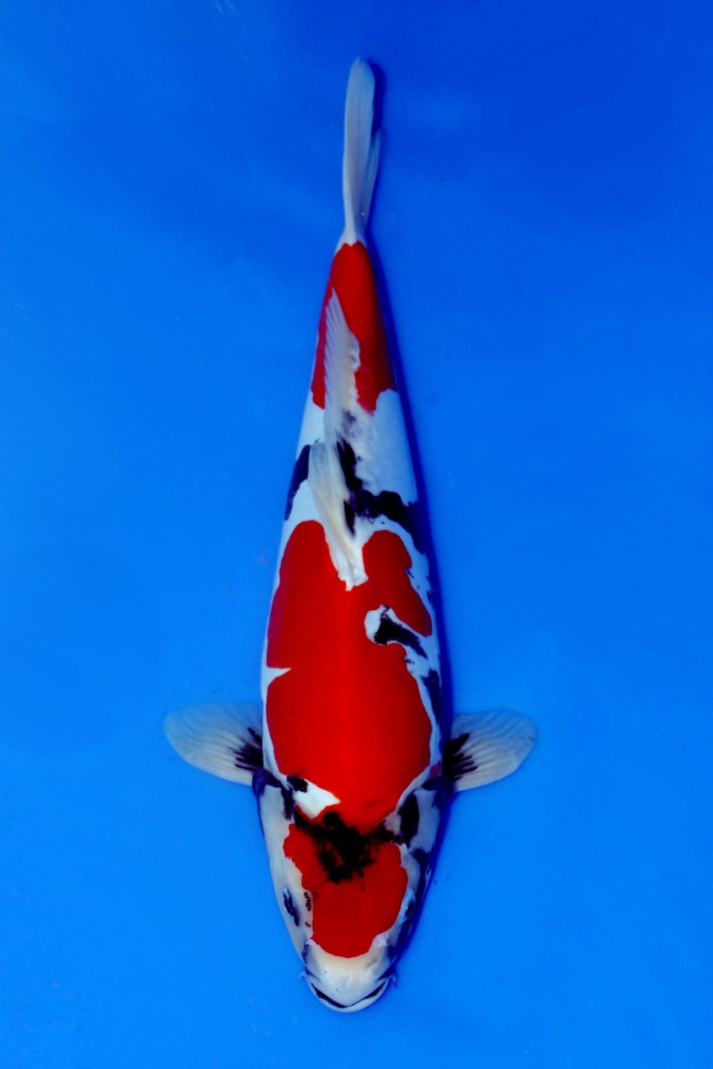 Juara 2