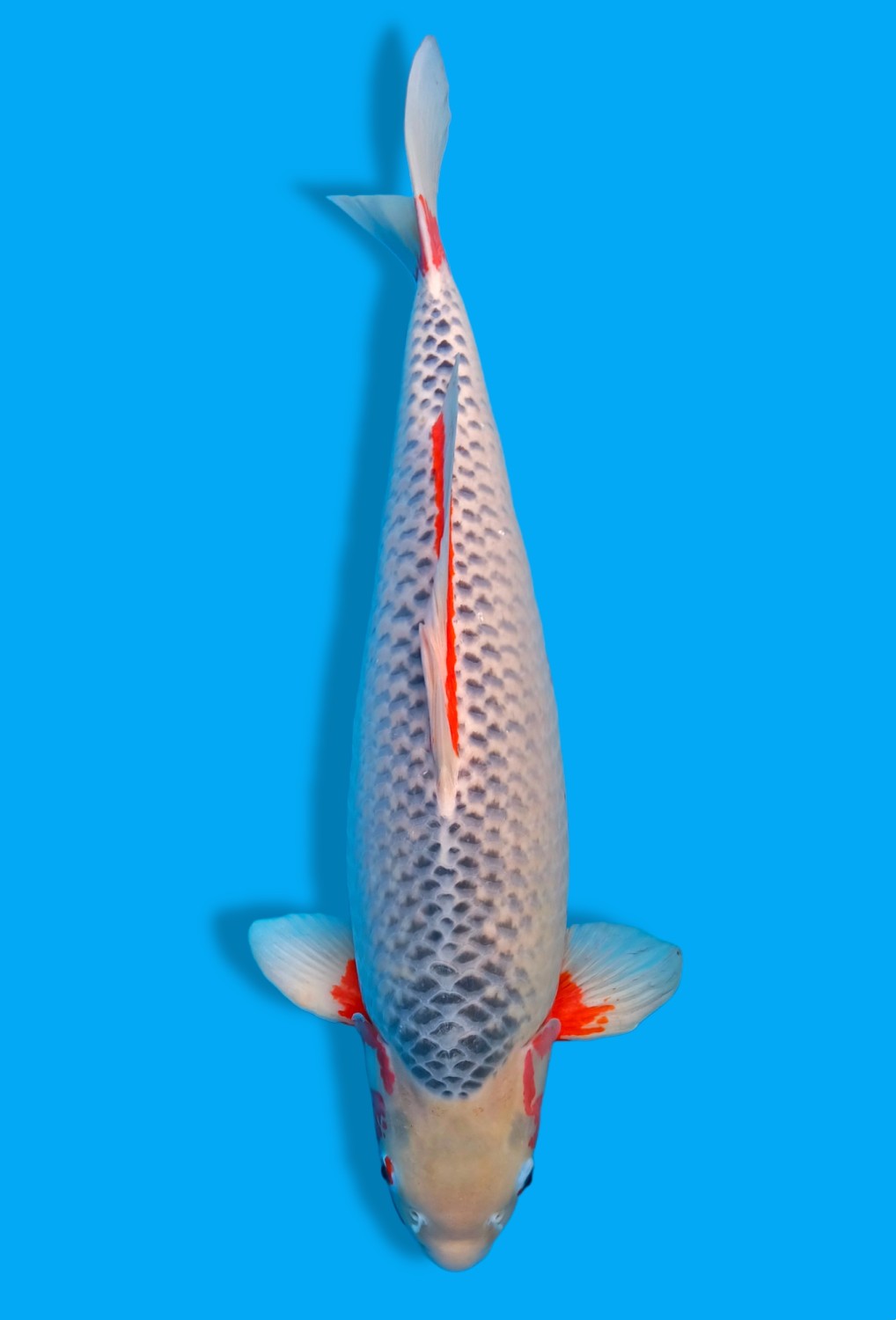 Juara 1