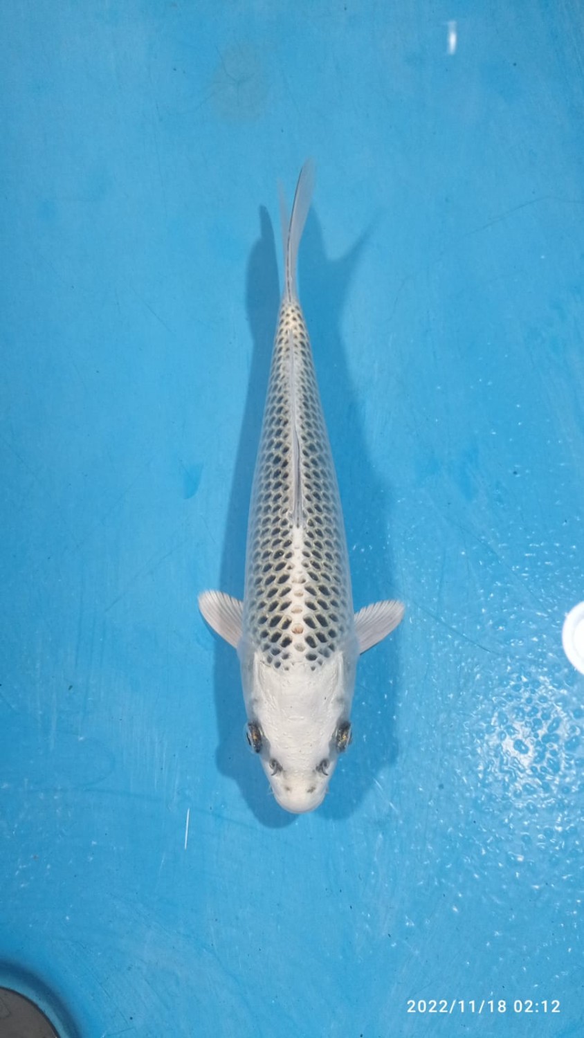Juara 1