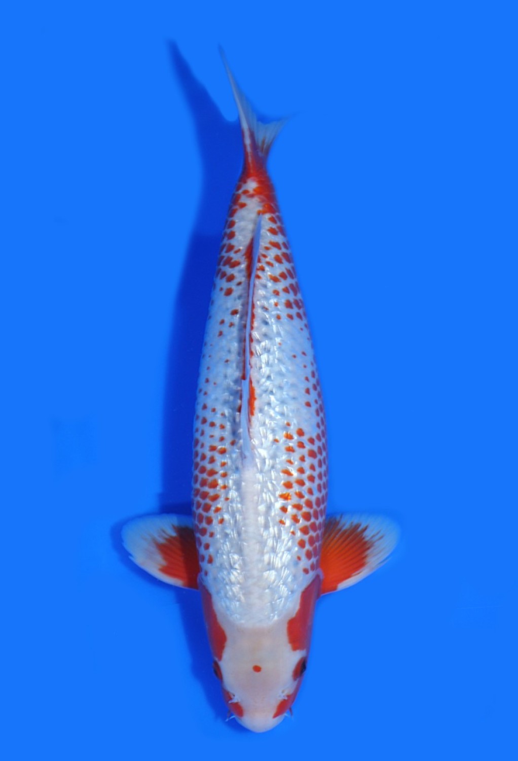 Juara 2