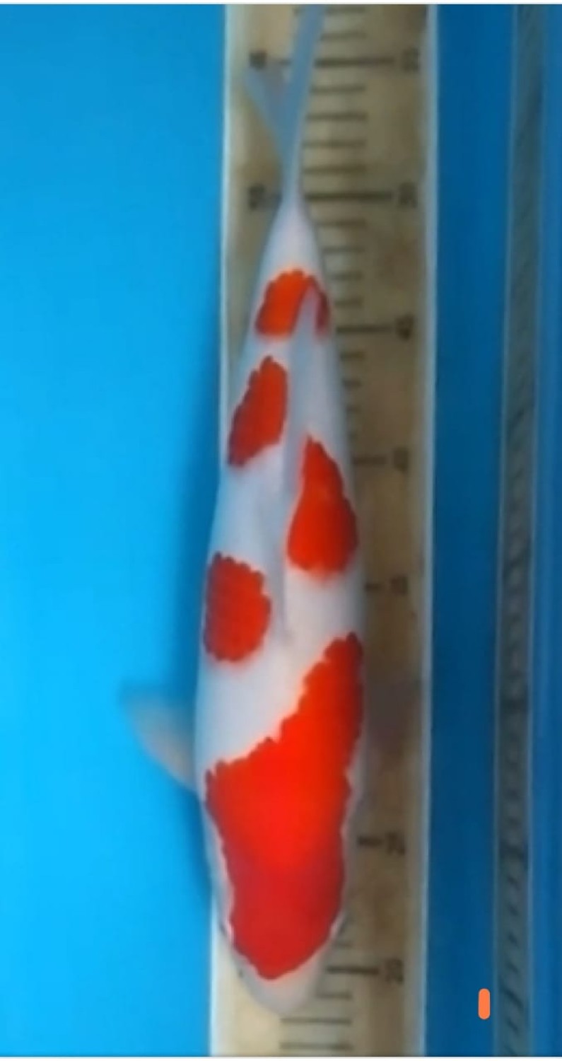 Juara 2
