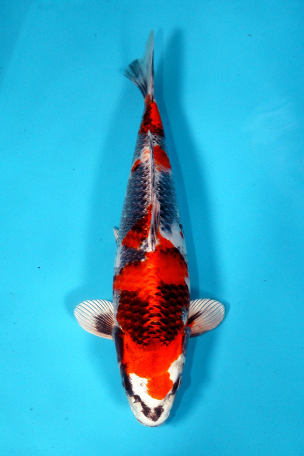 Juara 2