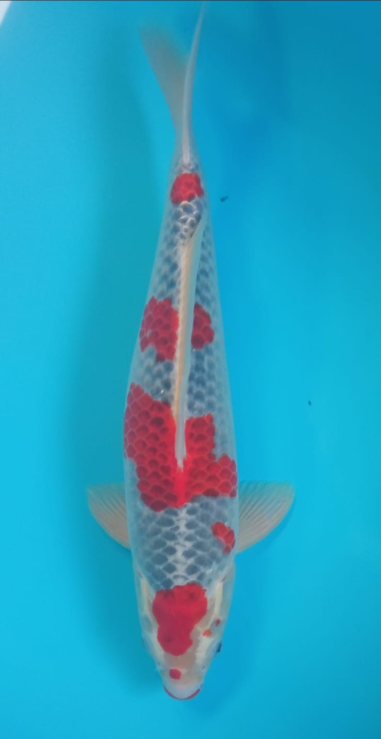 Juara 2