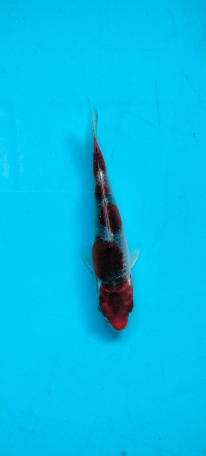 Juara 1