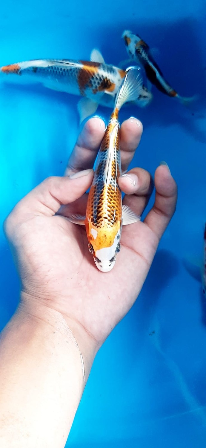 Juara 4