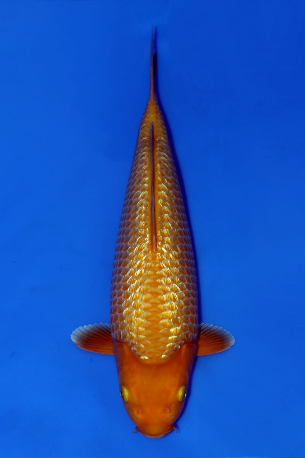 Juara 2