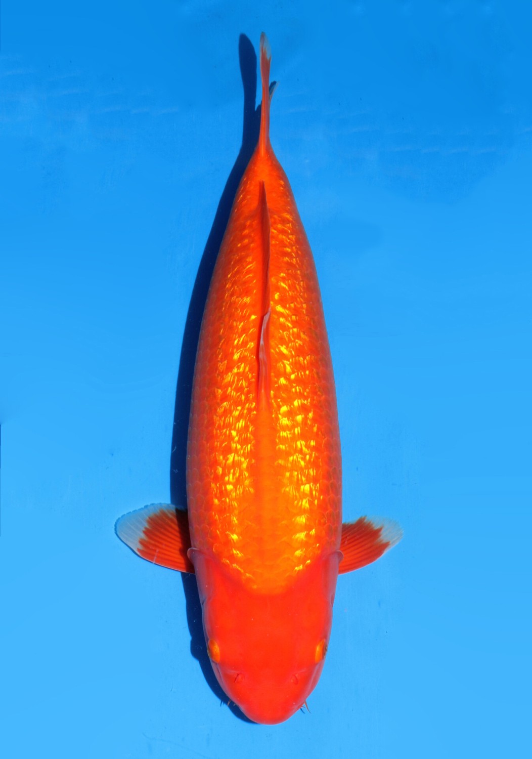 Juara 3