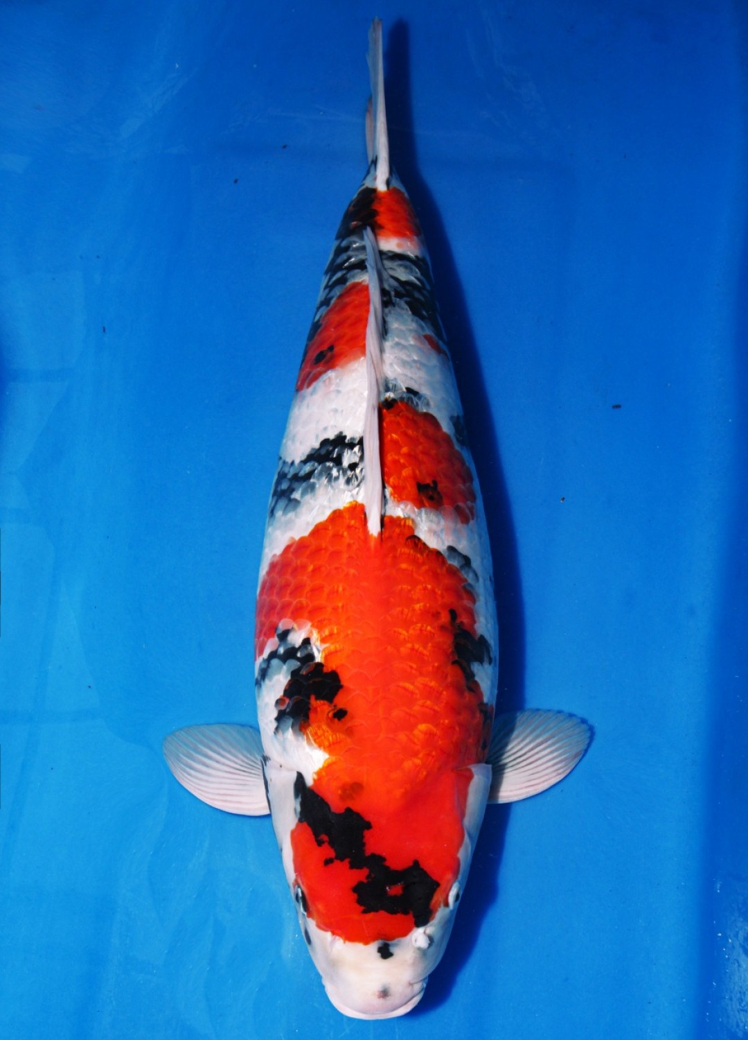 Juara 1