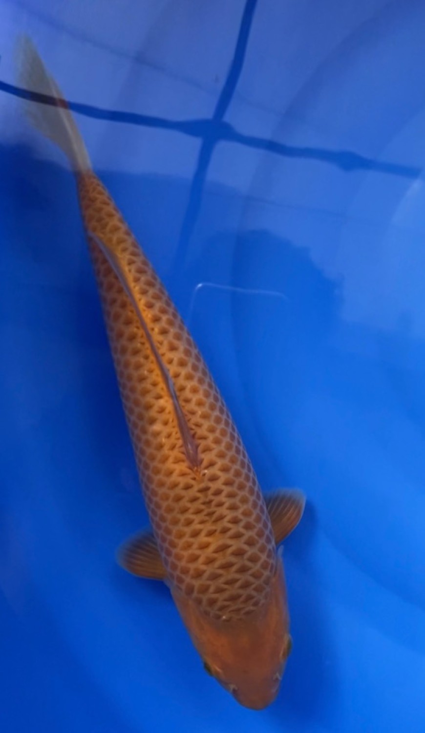 Juara 2