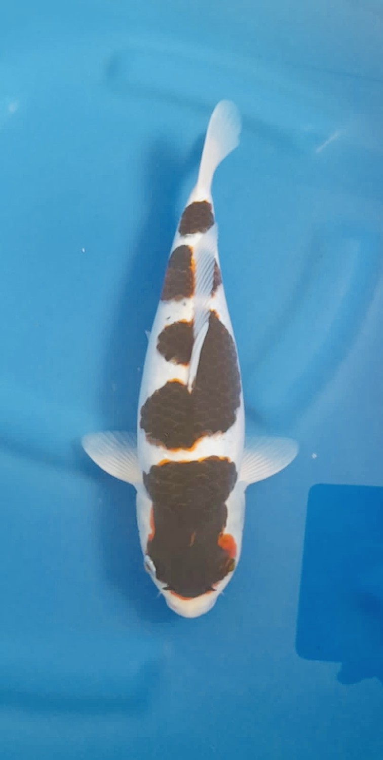 Juara 1