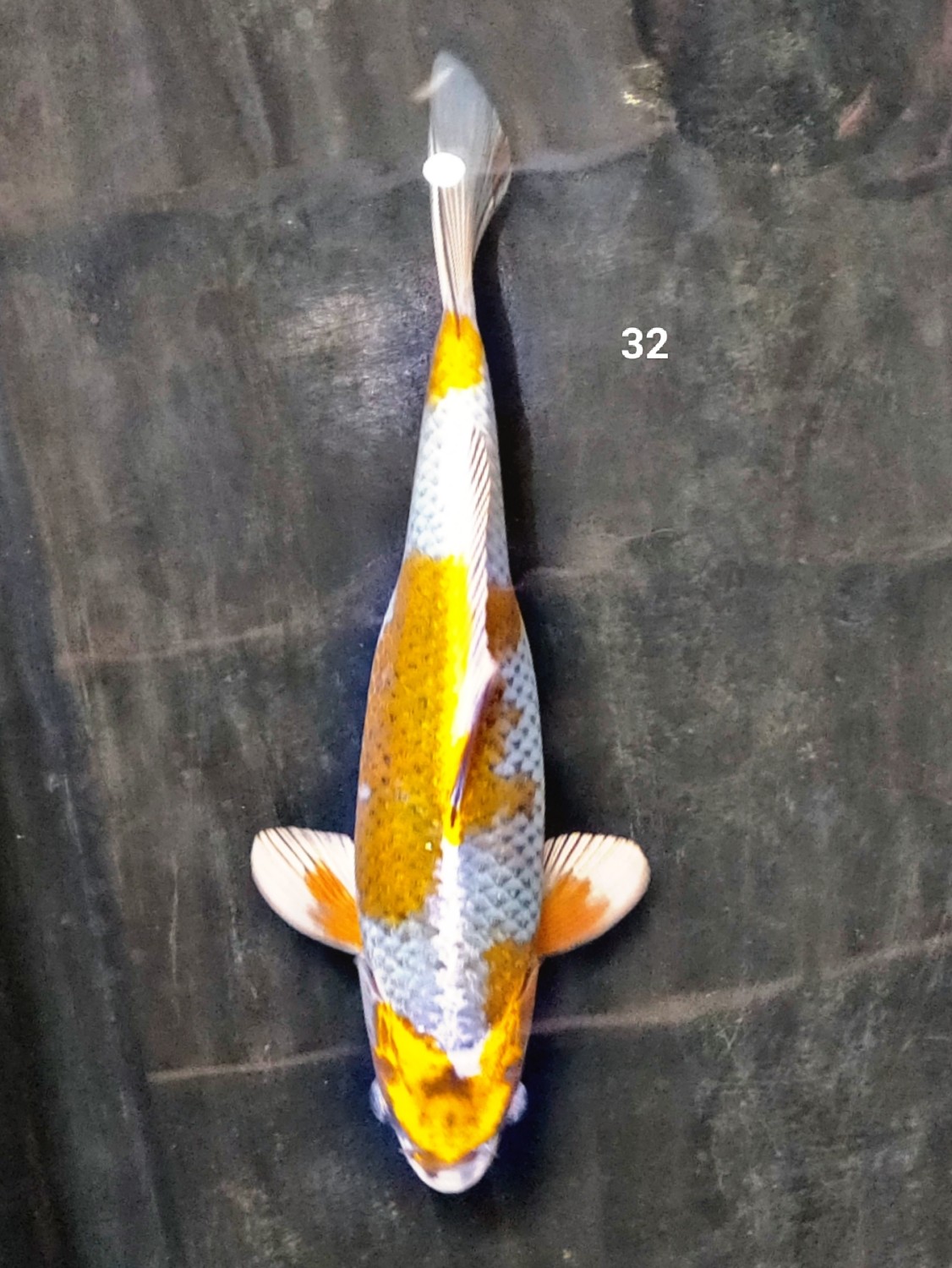 Juara 5