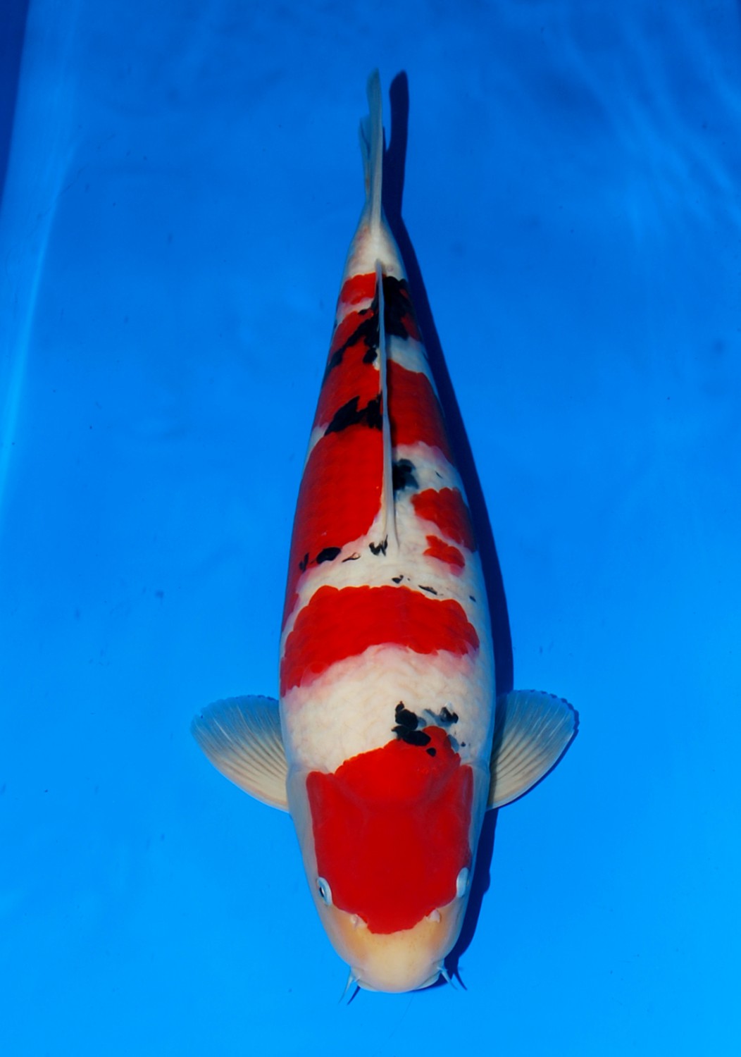 Best In Size A 51-55 cm