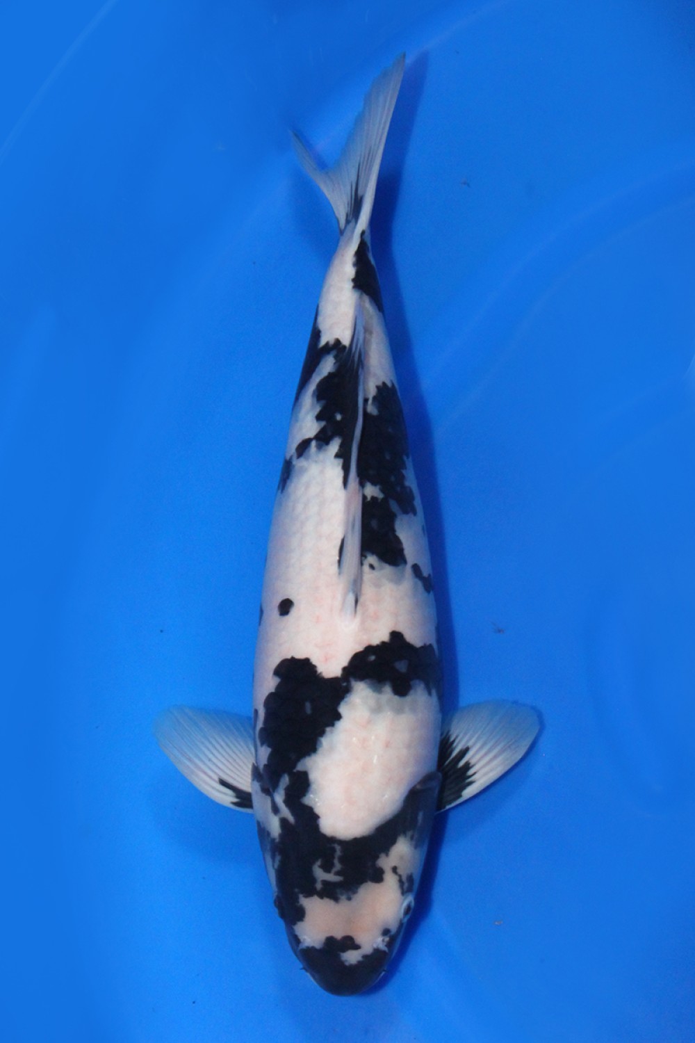 Best In Size B 56-60 cm