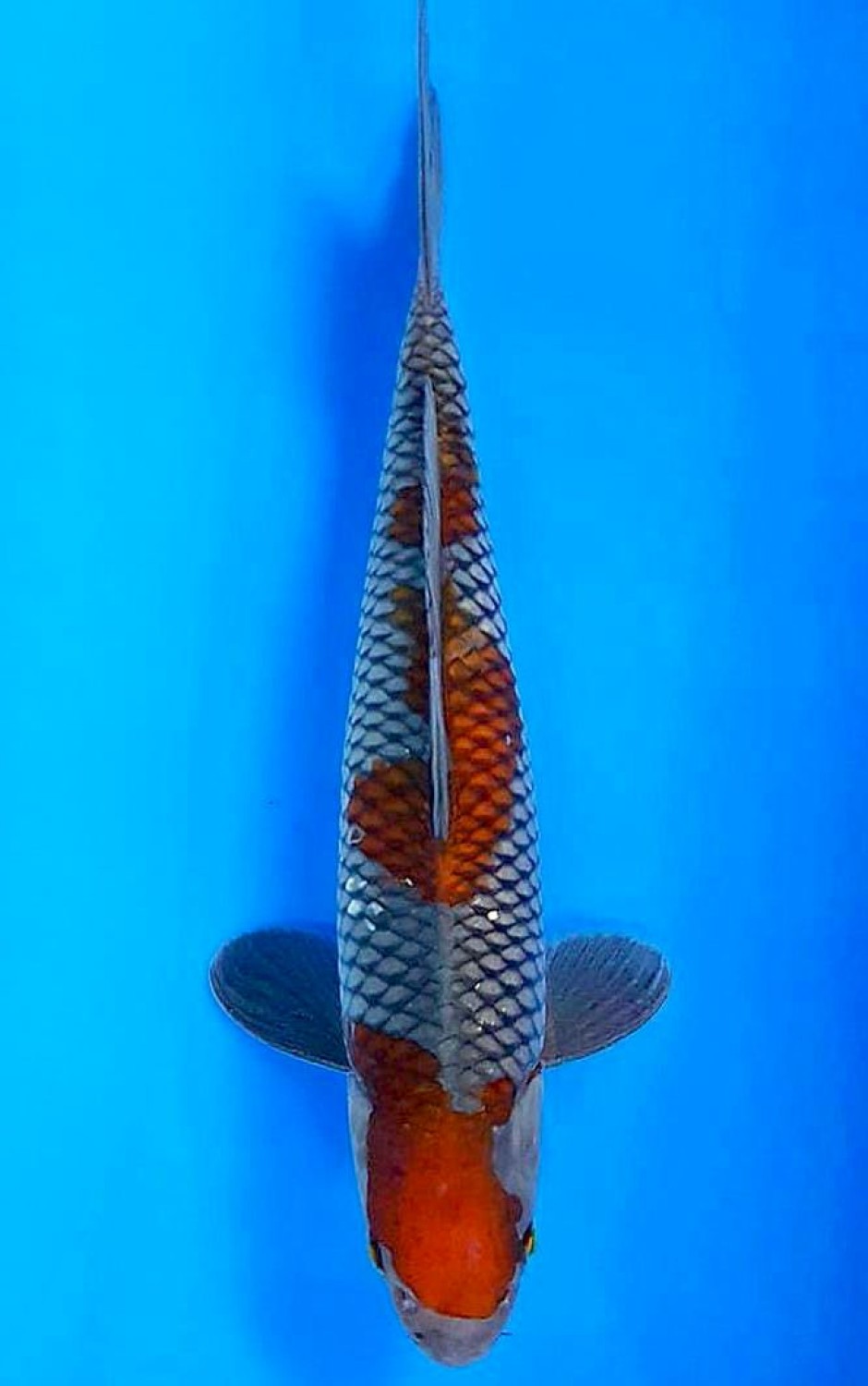 Juara 2