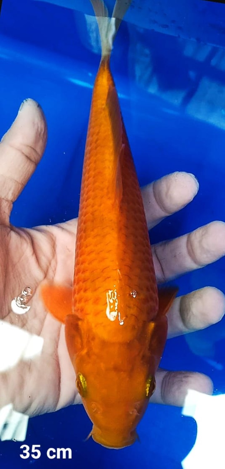 Juara 4