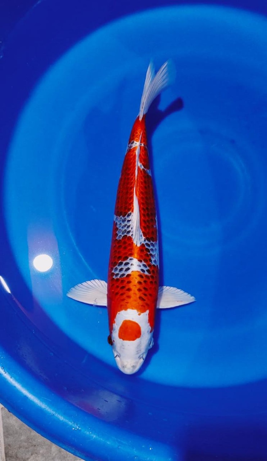 Juara 1
