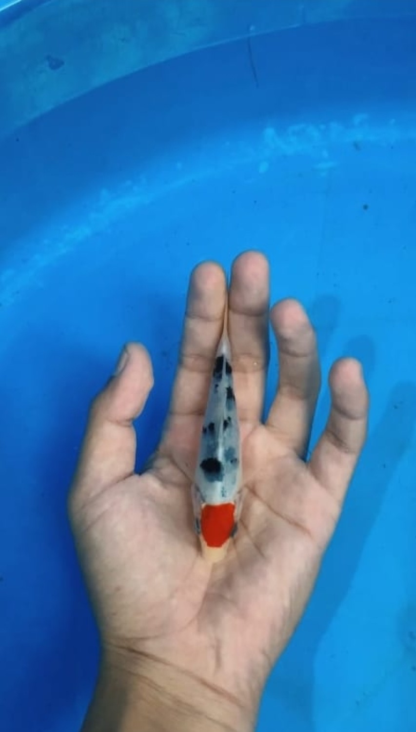 Juara 5
