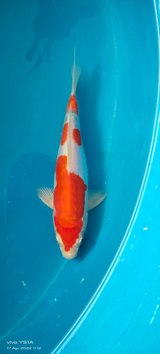 Juara 2