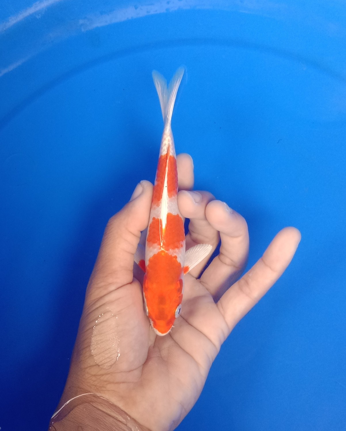 Juara 1