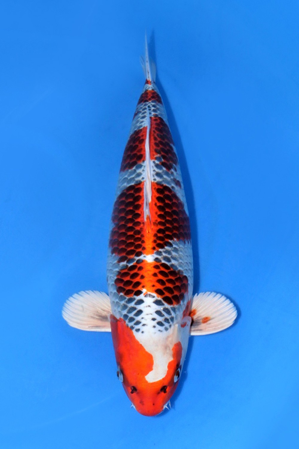 Juara 1