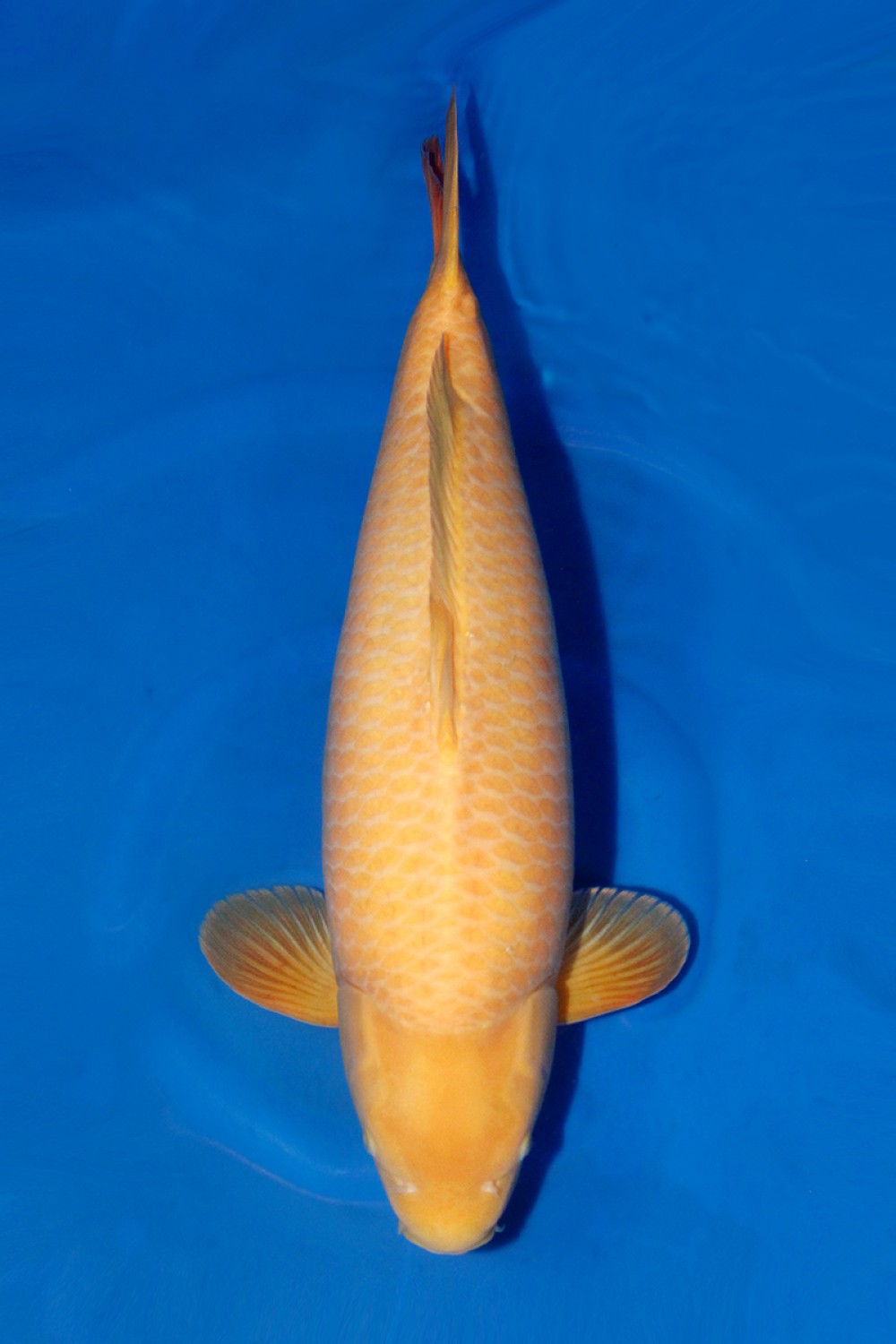 Juara 3